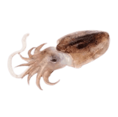 tender and tasty Cuttlefish