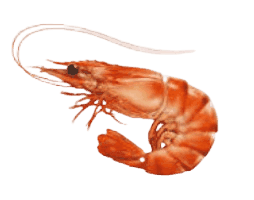 Sweet, tender and perfect for any dish Premium Shrimp